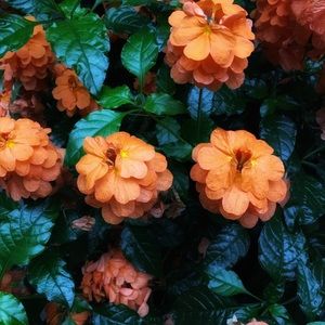 Meet your Posher, Nicol